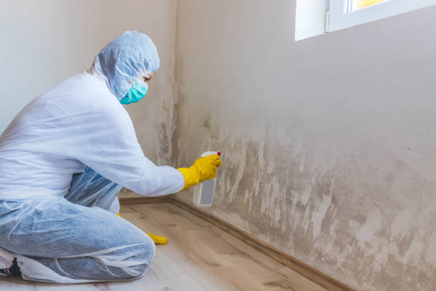 Licensed Commercial Mold Remediation service in Medina, NY - WQB Mold Removal
