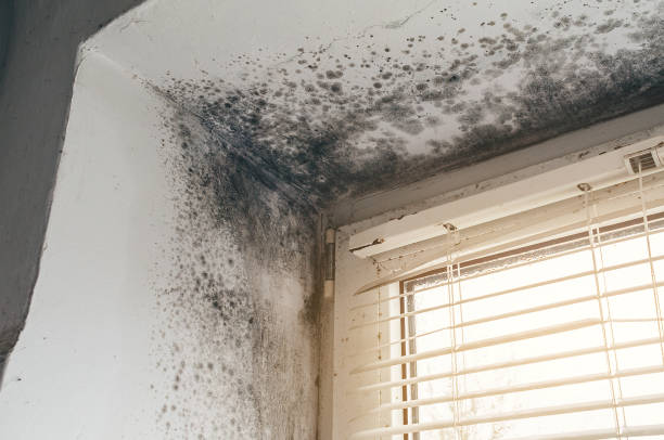 Affordable Commercial Mold Remediation solutions in Medina, NY